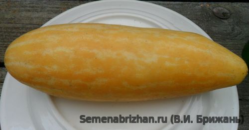 Chinese Yellow (Китайская жёлтая)