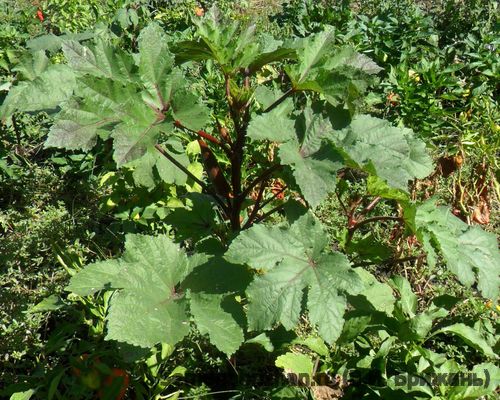 Okra Red Burgundy (Красная Бургундия)