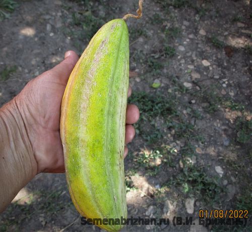 Striped Armenian (Армянский полосатый)